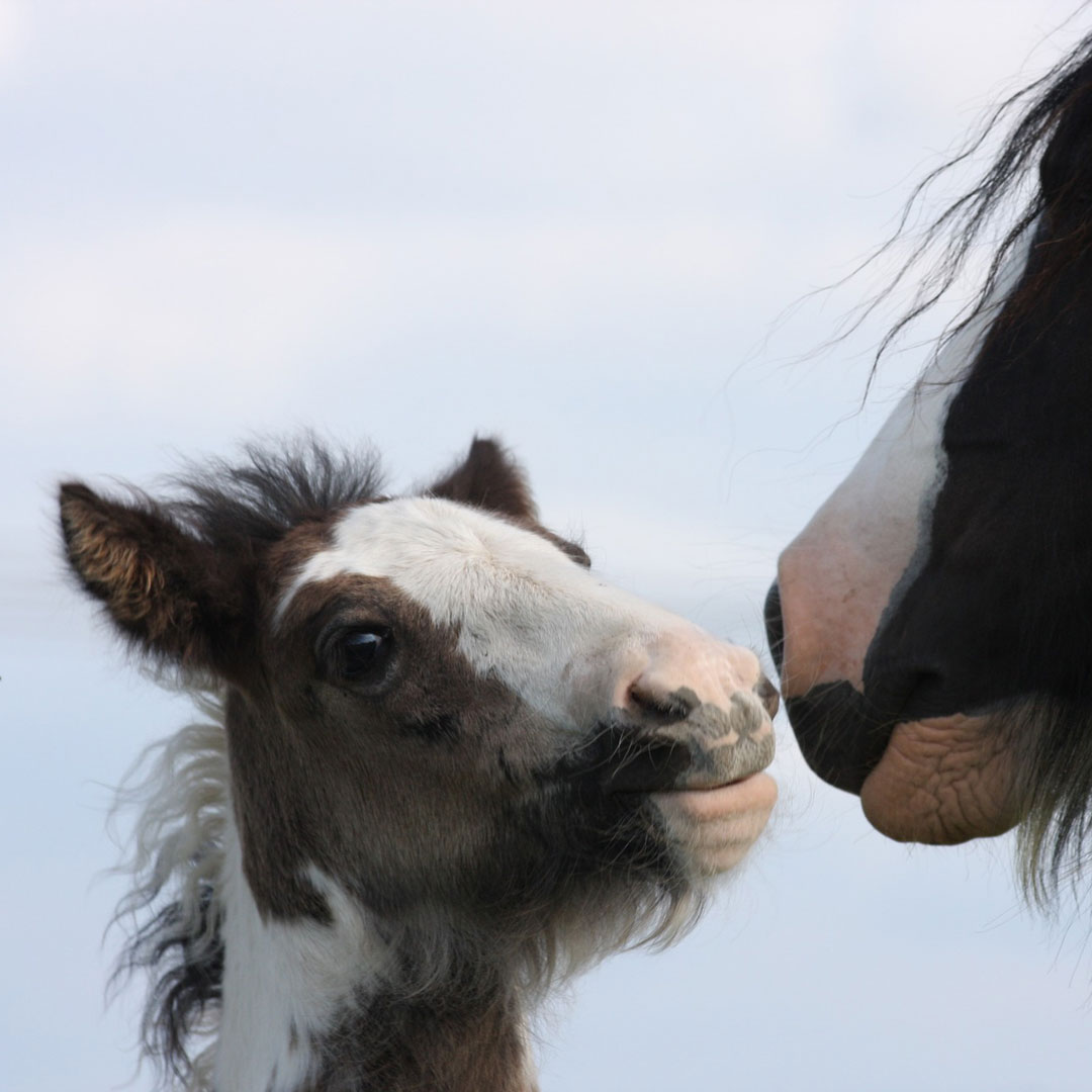 Tinker Irish cob