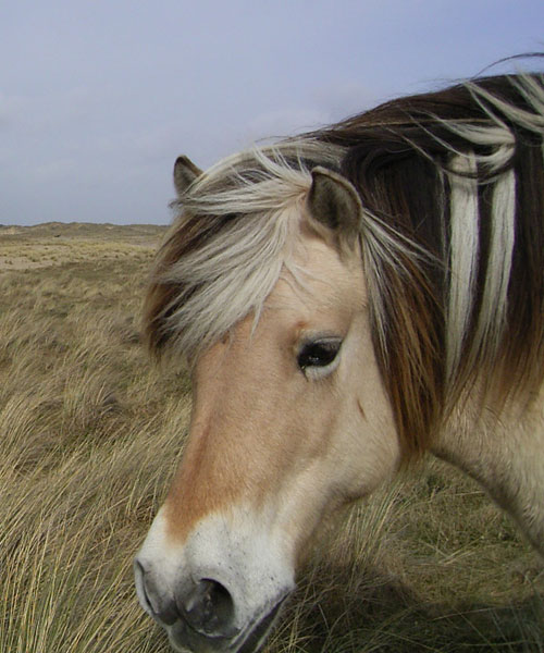Fjordpferd